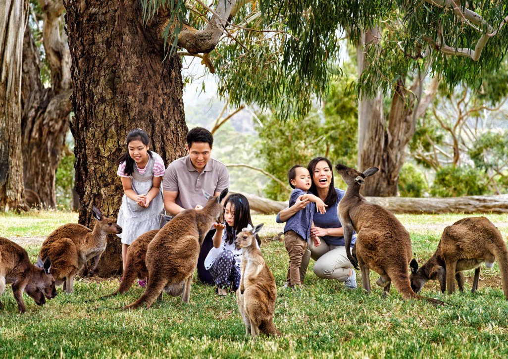 克萊蘭德野生動物園自助導覽之旅（阿得雷德出發）