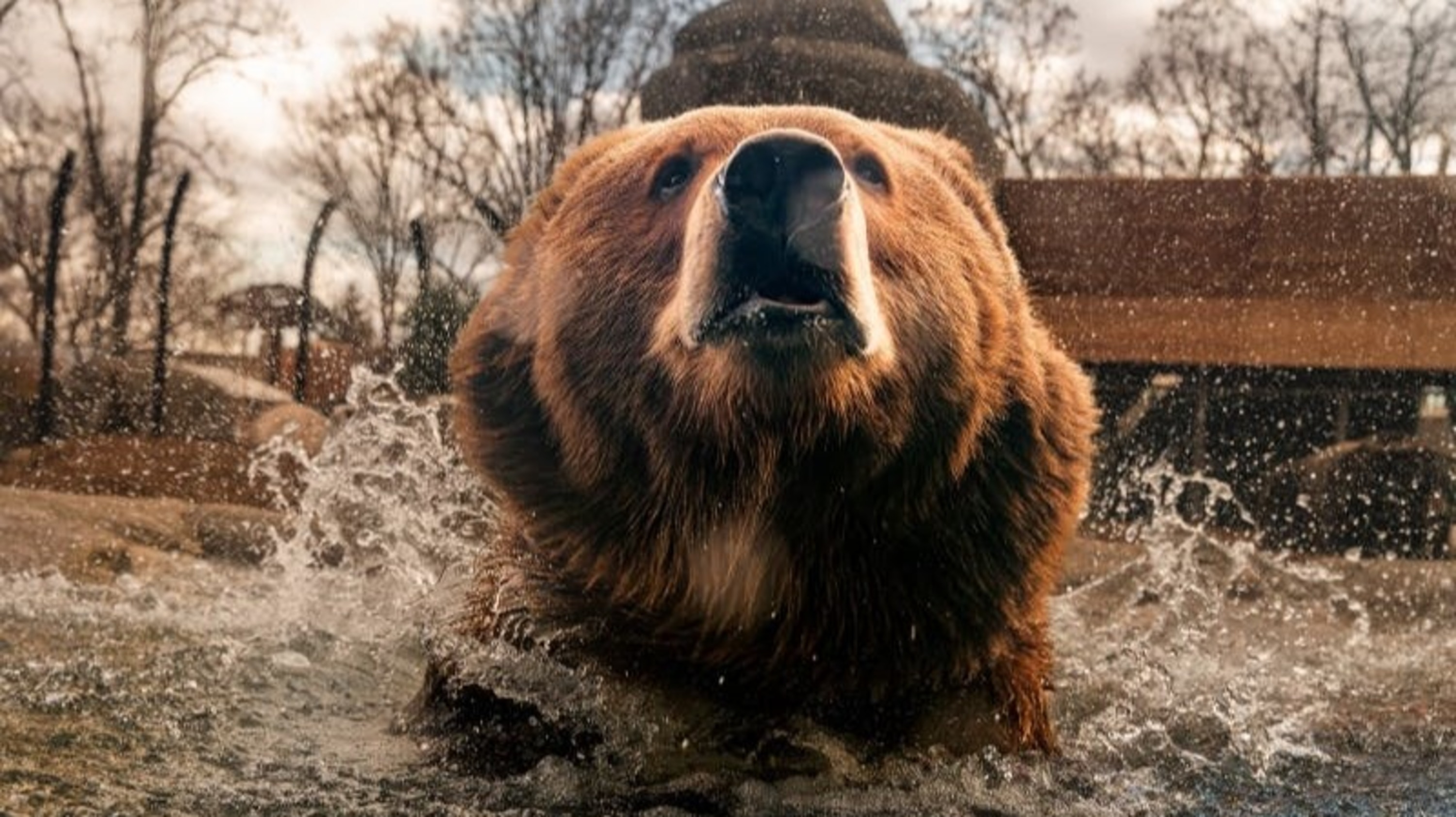 Witness the impressive size and power of a magnificent bear up close in its habitat