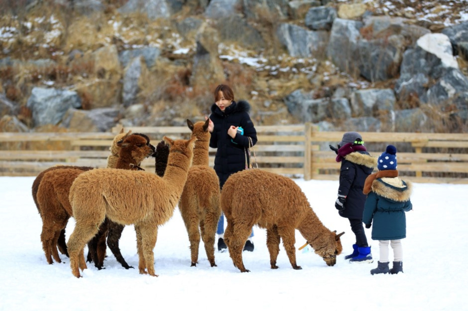 在Alpaca World，您可以近距離接觸可愛的羊駝，與牠們互動、餵食，享受與這些溫馴動物親密接觸的樂趣。