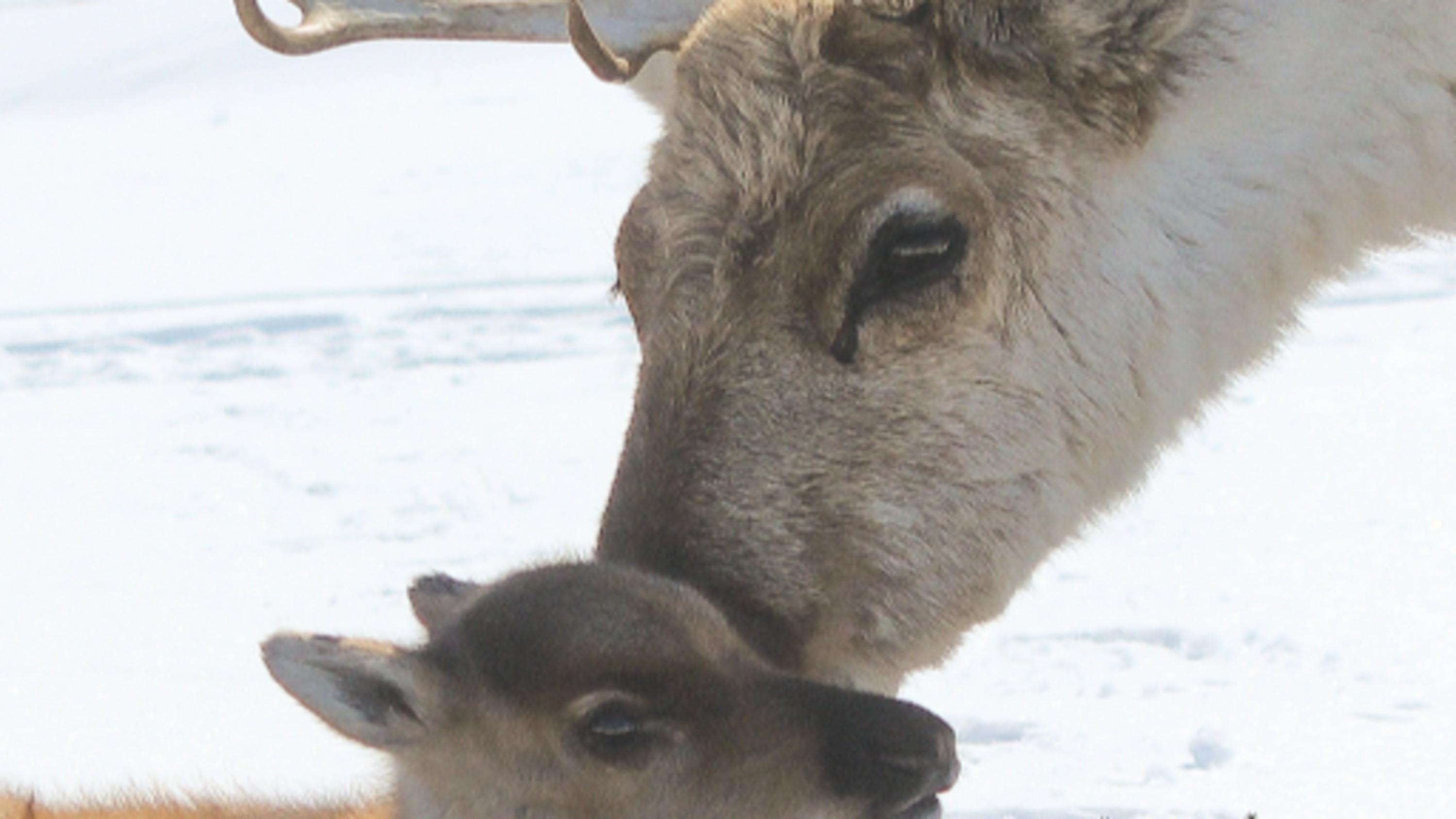 珍愛馴鹿媽媽輕撫可愛寶寶的溫馨時刻