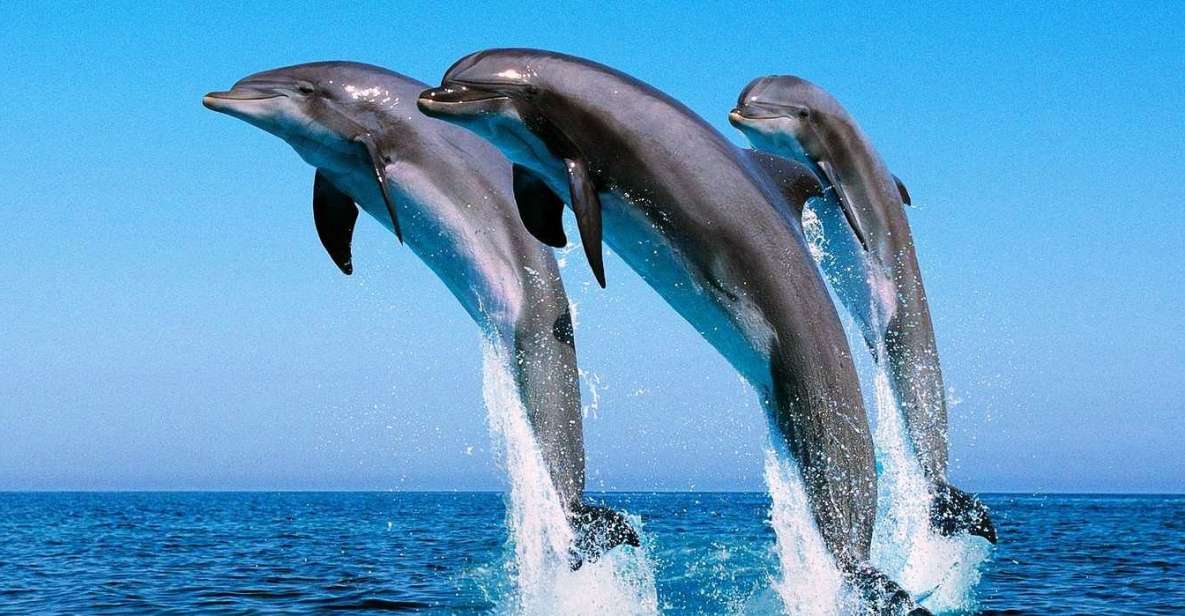 Hurghada: Dolphin Watching Boat Tour with Private Transfers