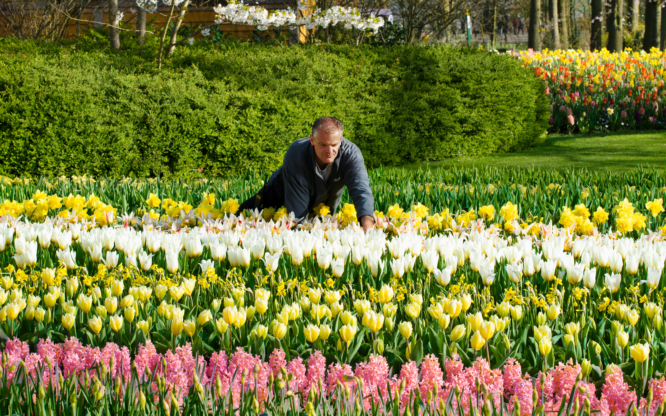 在明亮的荷蘭春日天空下,充滿活力的鬱金香田綿延不絕 在明亮的荷蘭春日天空下,充滿活力的鬱金香田綿延不絕