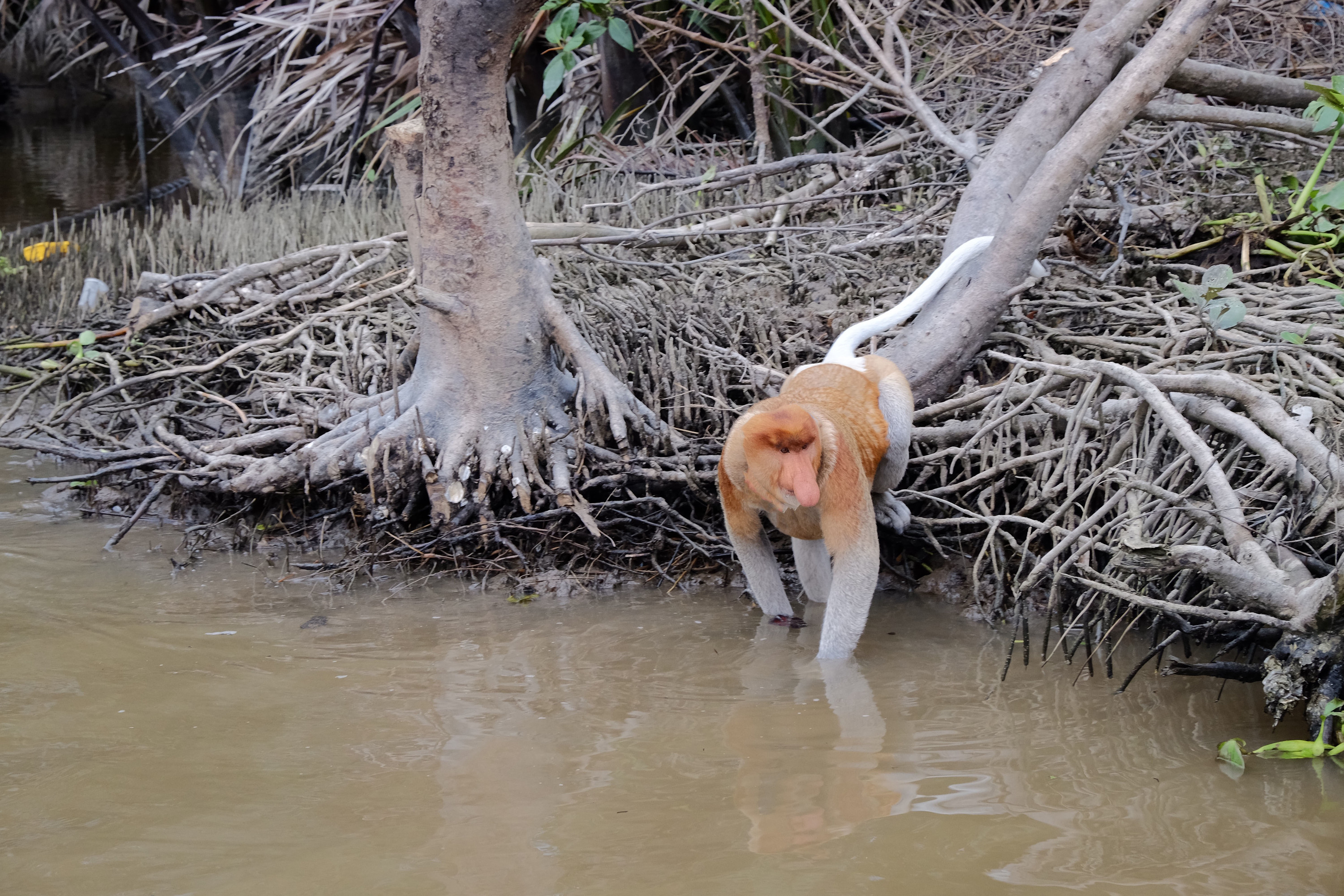 Klias Mangrove & Fireflies River Cruise in Kota Kinabalu, Sabah