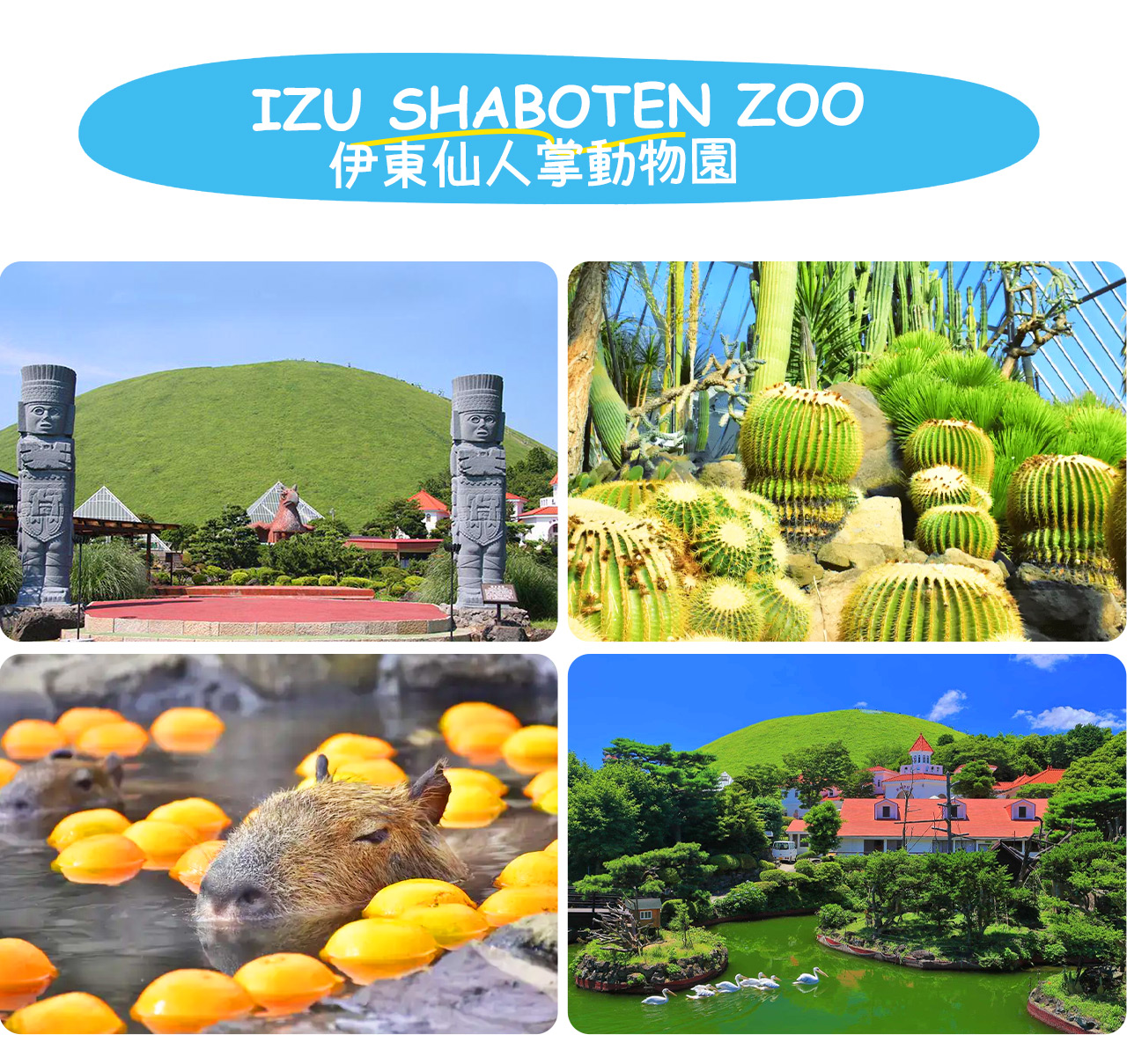 如果大室山纜車遭遇惡劣天氣停運-則前往伊東仙人掌動物園（動物園門票費用不包含，敬請自理。纜車費用可退還）伊豆仙人掌公園是集豐富多樣仙人掌與熱帶植物展示的獨特植物園，適合親子游覽。