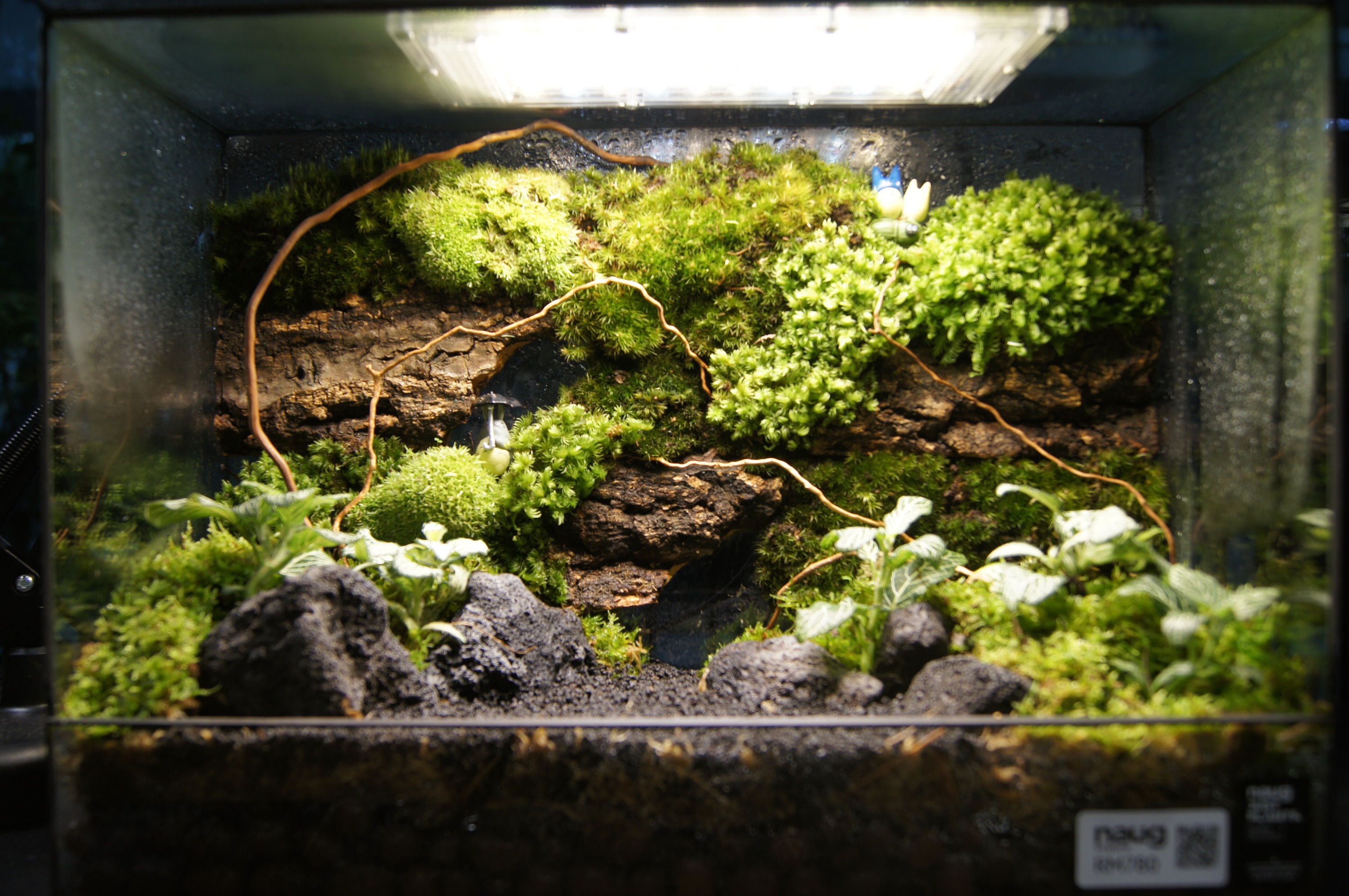 Terrarium DIY Workshop in Johor Bahru (Naug Studio Southkey)