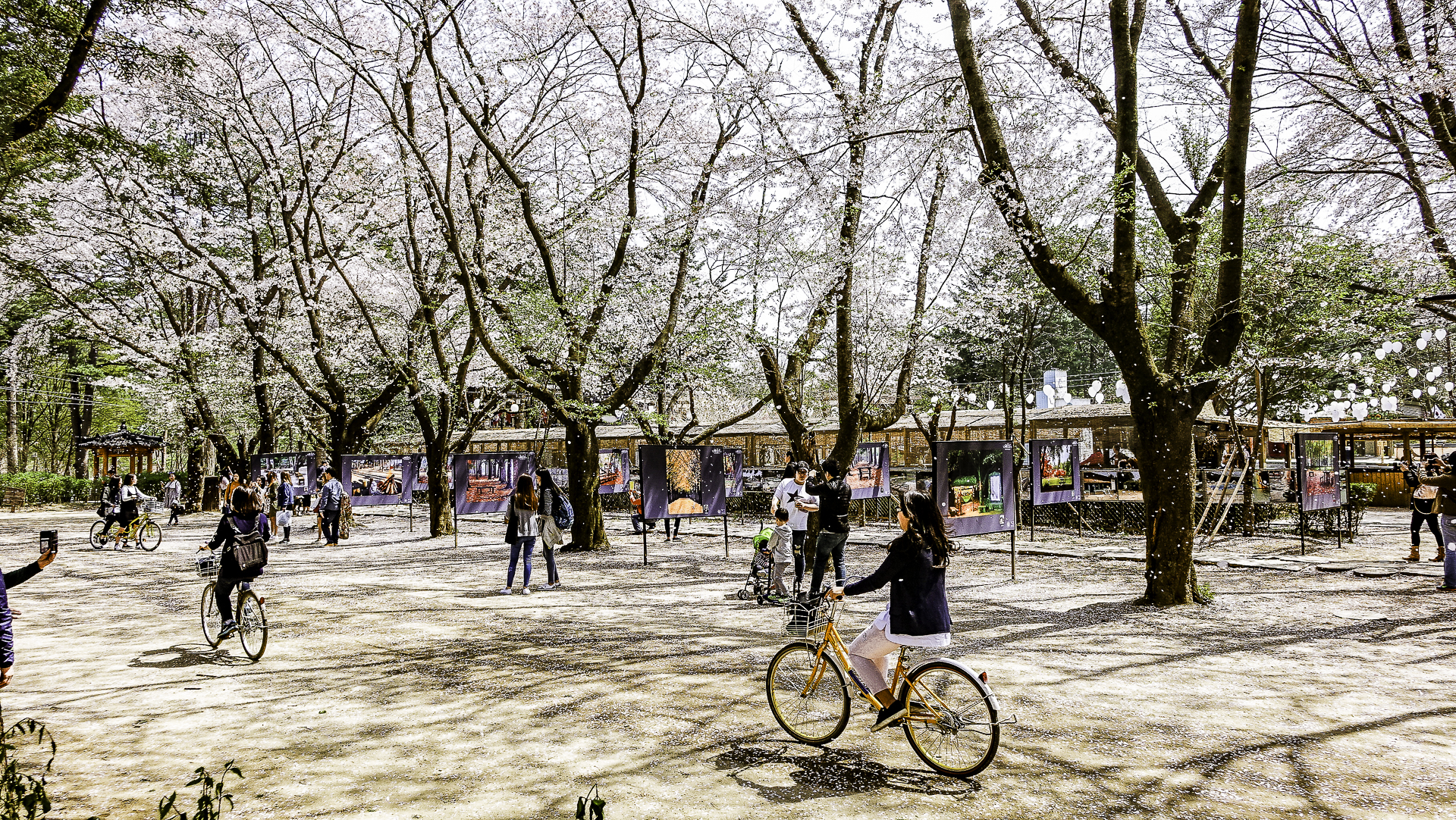 羊駝樂園 & 樂高樂園 & 南怡島 & 鐵路自行車 & 晨靜樹木園一日遊