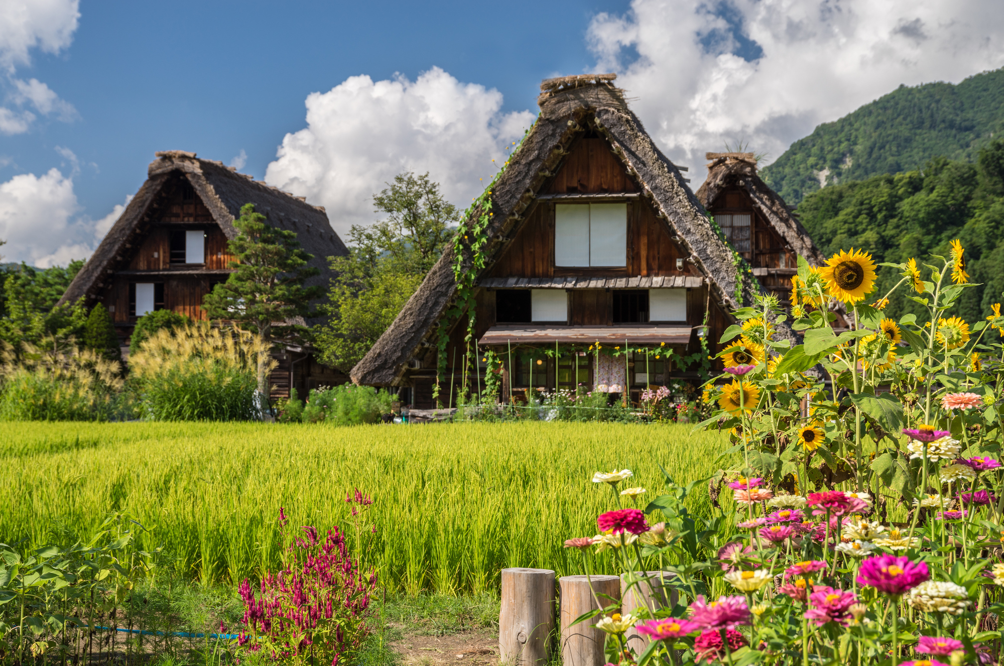 【白川鄉 夏季】
夏季的白川鄉綠意盎然，合掌造屋舍與青翠田野相互映襯，景色清新自然。微風吹拂稻田，營造出悠閒寧靜的鄉村氛圍。天氣相對舒適，非常適合散步、拍照，感受傳統農村的純樸魅力。