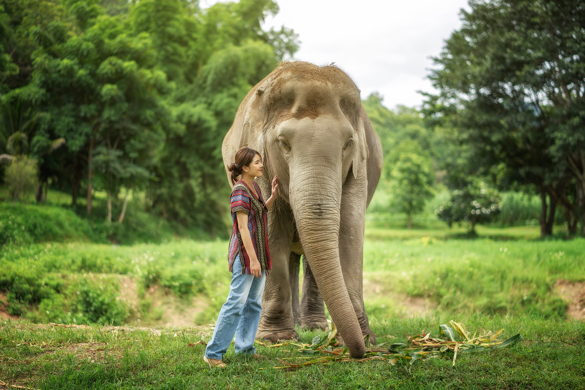 倫理大象邂逅 倫理大象邂逅