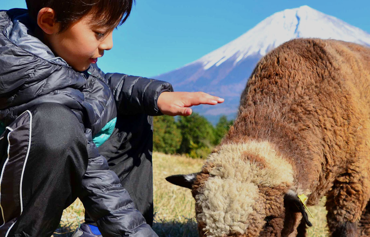 多樣互動體驗
近距離接觸動物：牛、羊、山羊、兔子等可愛動物互動與餵養體驗。
擠牛奶體驗（每日固定時間免費舉辦）與小牛餵奶機會。
騎馬、與羊散步 等活動讓整個牧場充滿趣味