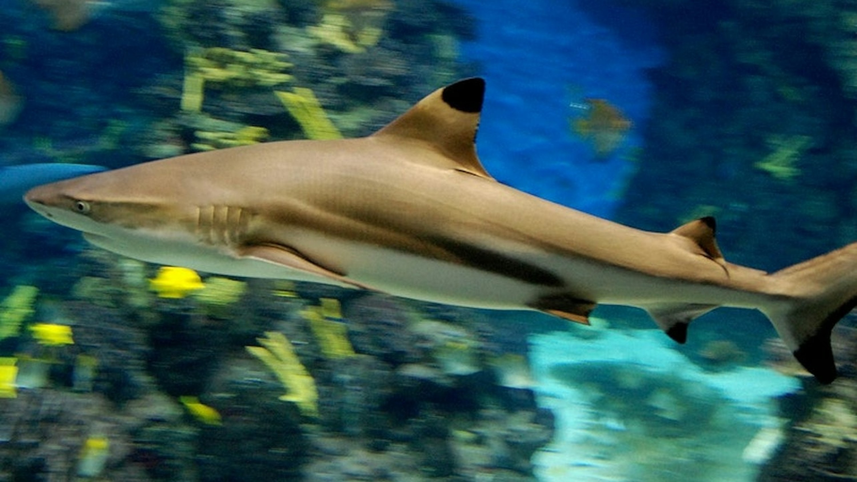 巴塞隆納水族館門票（彈性入場）