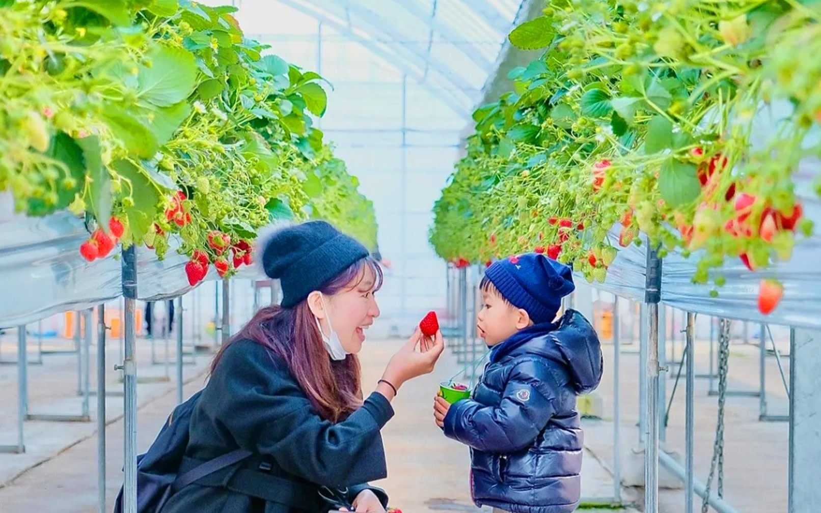 Family Recommendation: Kyushu Strawberry Picking/Takeo Shrine & Yanagawa River Cruising & Dazaifu Tenmangu Shrine/Tosu Premium Outlets Day Trip (Departing from Hakata)
