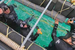 Shark Cage Diving including Transfer