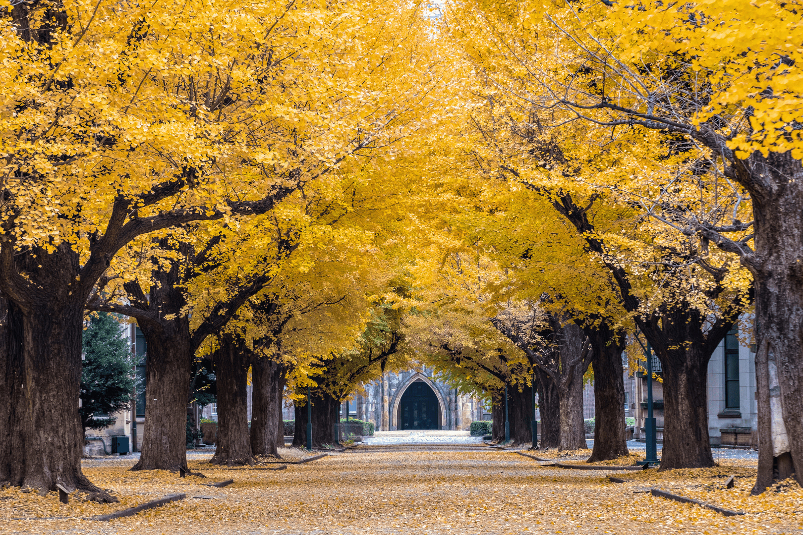 東京市，東京大學校友導覽徒步之旅