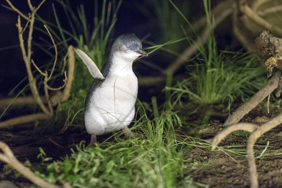 1 Day Phillip Island Penguins Wildlife Adventure Tour