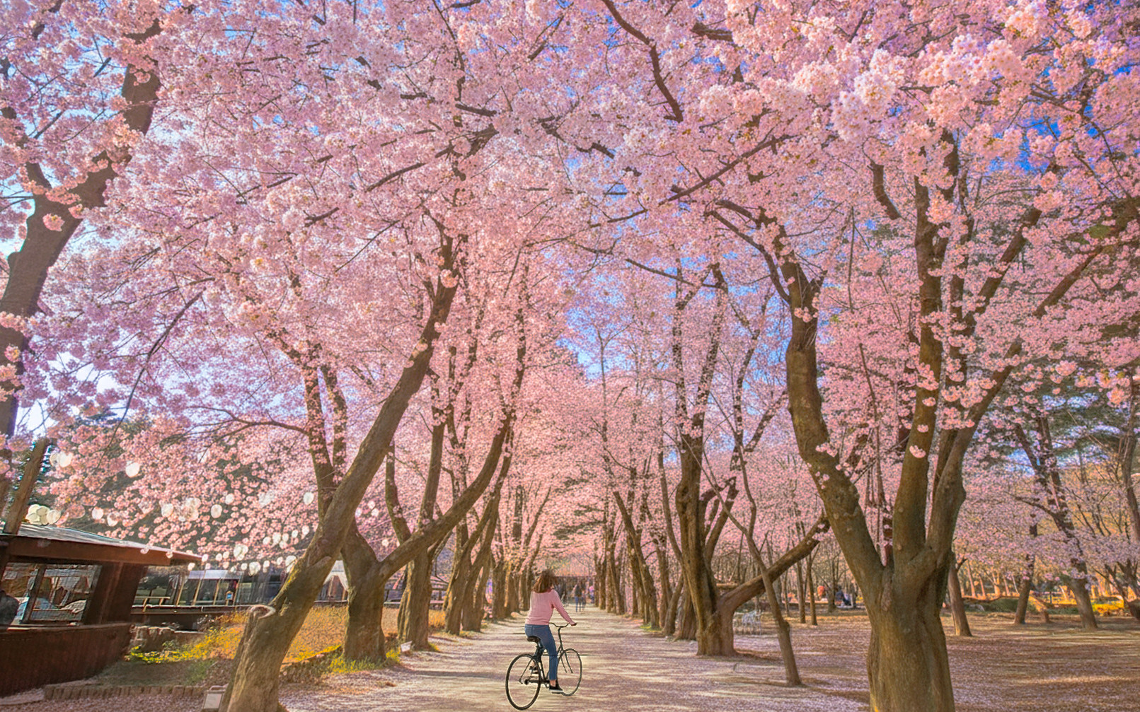 Seoul Nami Island Full-Day Big Group Sightseeing Tour