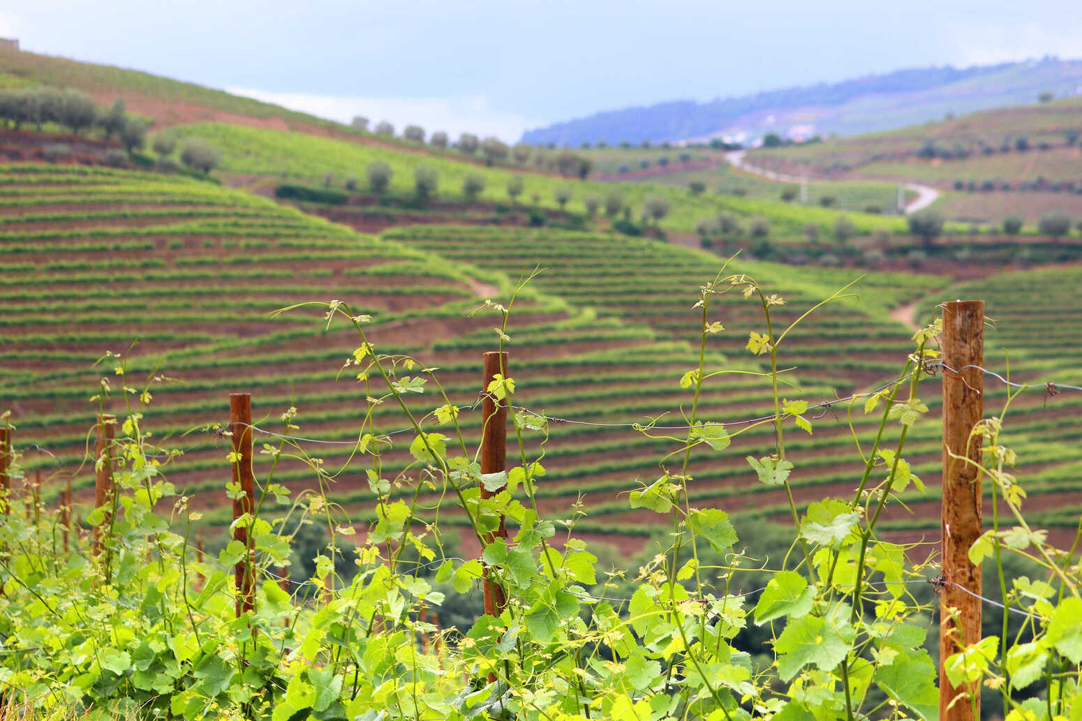 Douro Valley Wine & History Tour with Cruise & Lunch