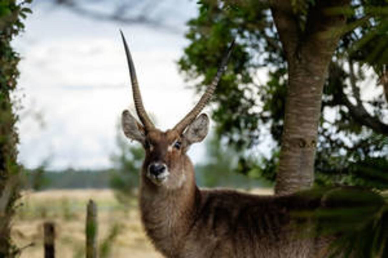 Plettenberg Bay Game Reserve Half-Day Guided Safari Walk