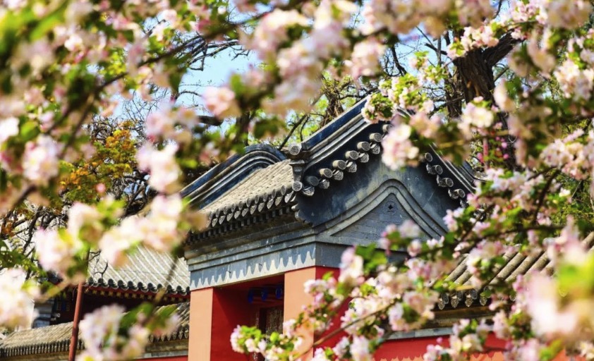 【櫻花限定】北京頤和園+景山公園+北海公園+玉淵潭公園1日遊