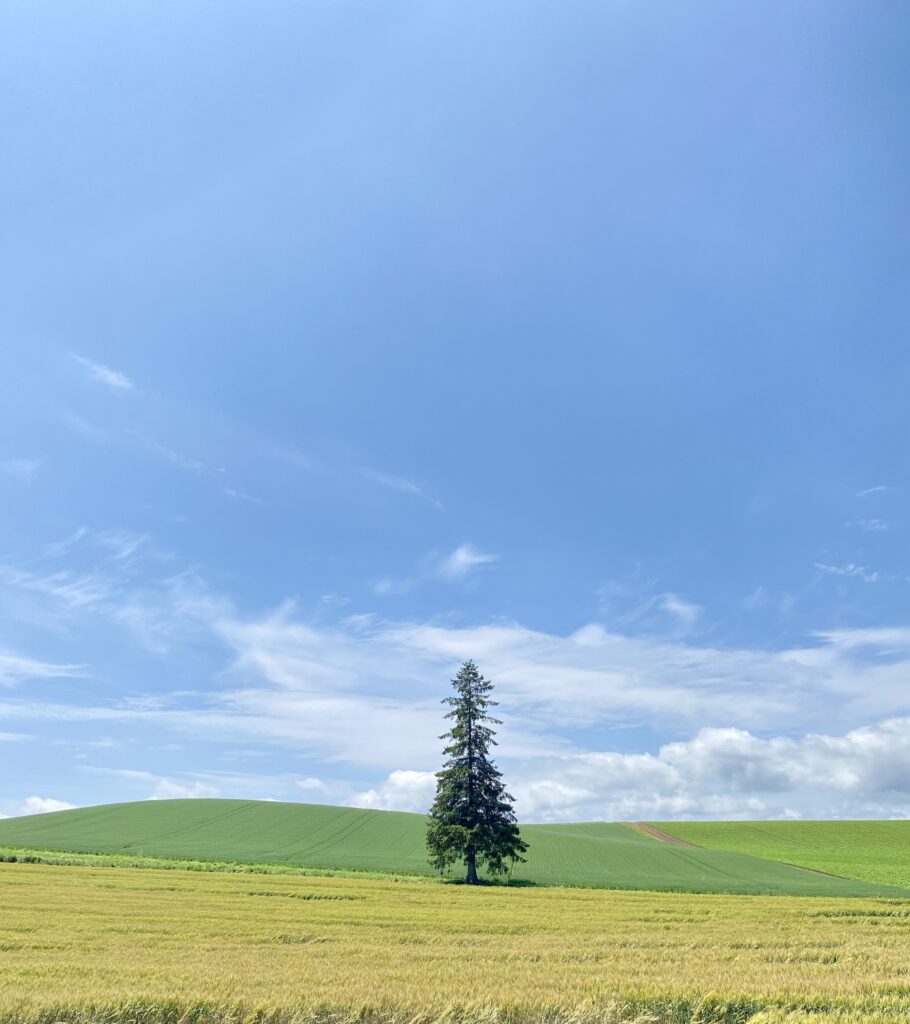是北海道冬季最具人氣的拍照點之一。
