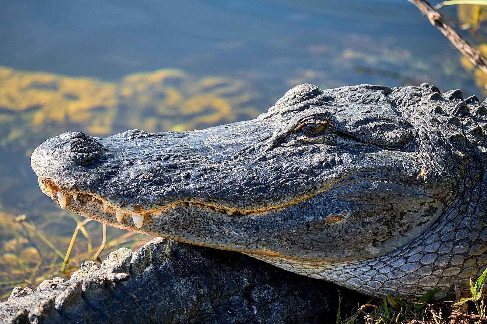Air Boat Ride and Little Havana Walking and Driving Tour 