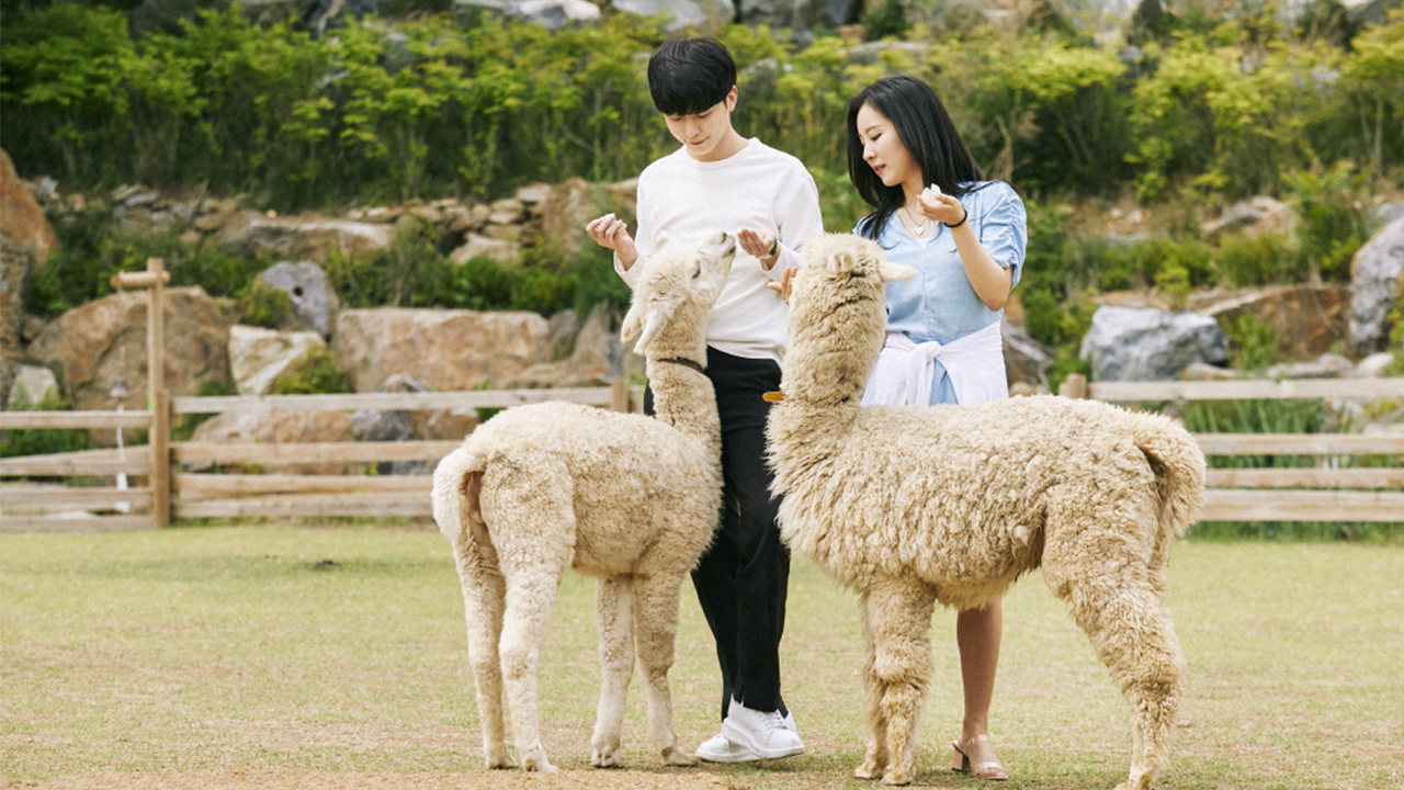 在寧靜的自然環境中，近距離接觸可愛又友善的羊駝。