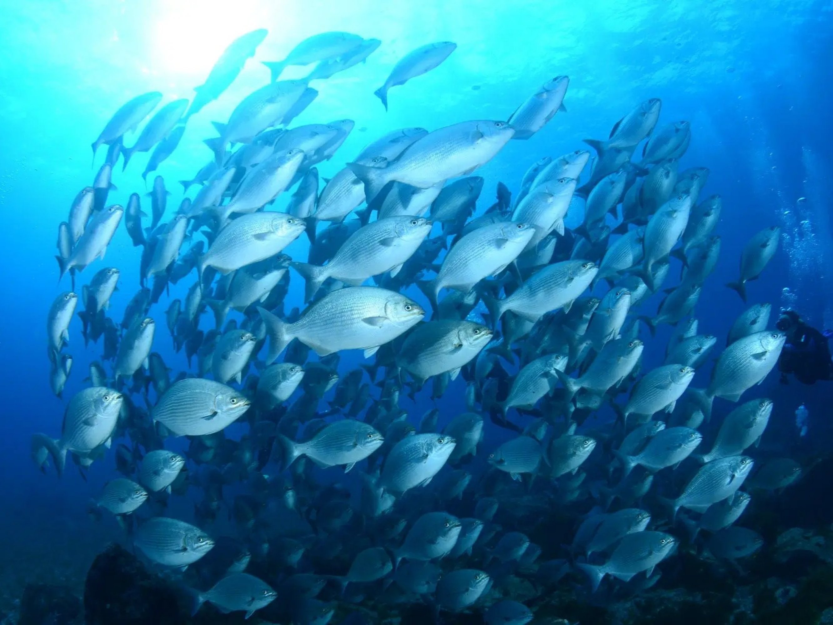 A morning dive greets the day with light streaming through crystal waters