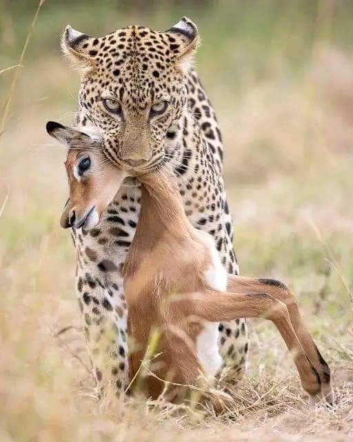 2 Days Lake Nakuru & Lake Naivasha Safari