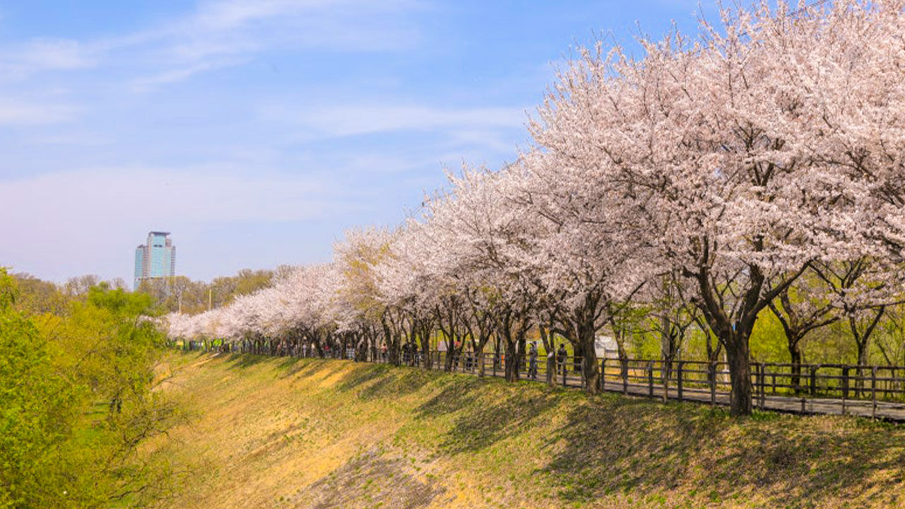 漫步小徑，欣賞櫻花爛漫盛開。