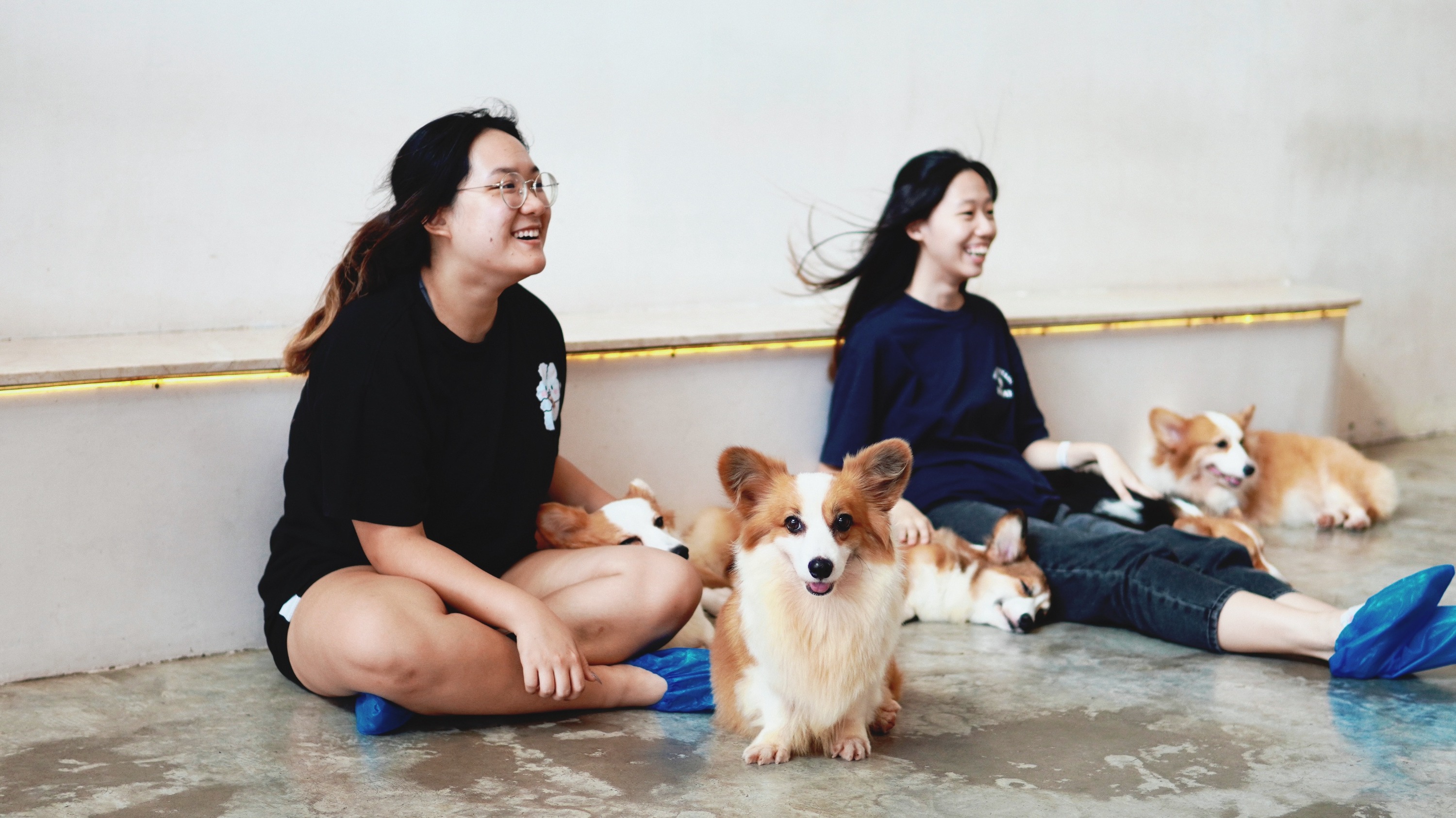 조호바루 홈 바이 테일즈 오브 포즈 애견카페 입장권