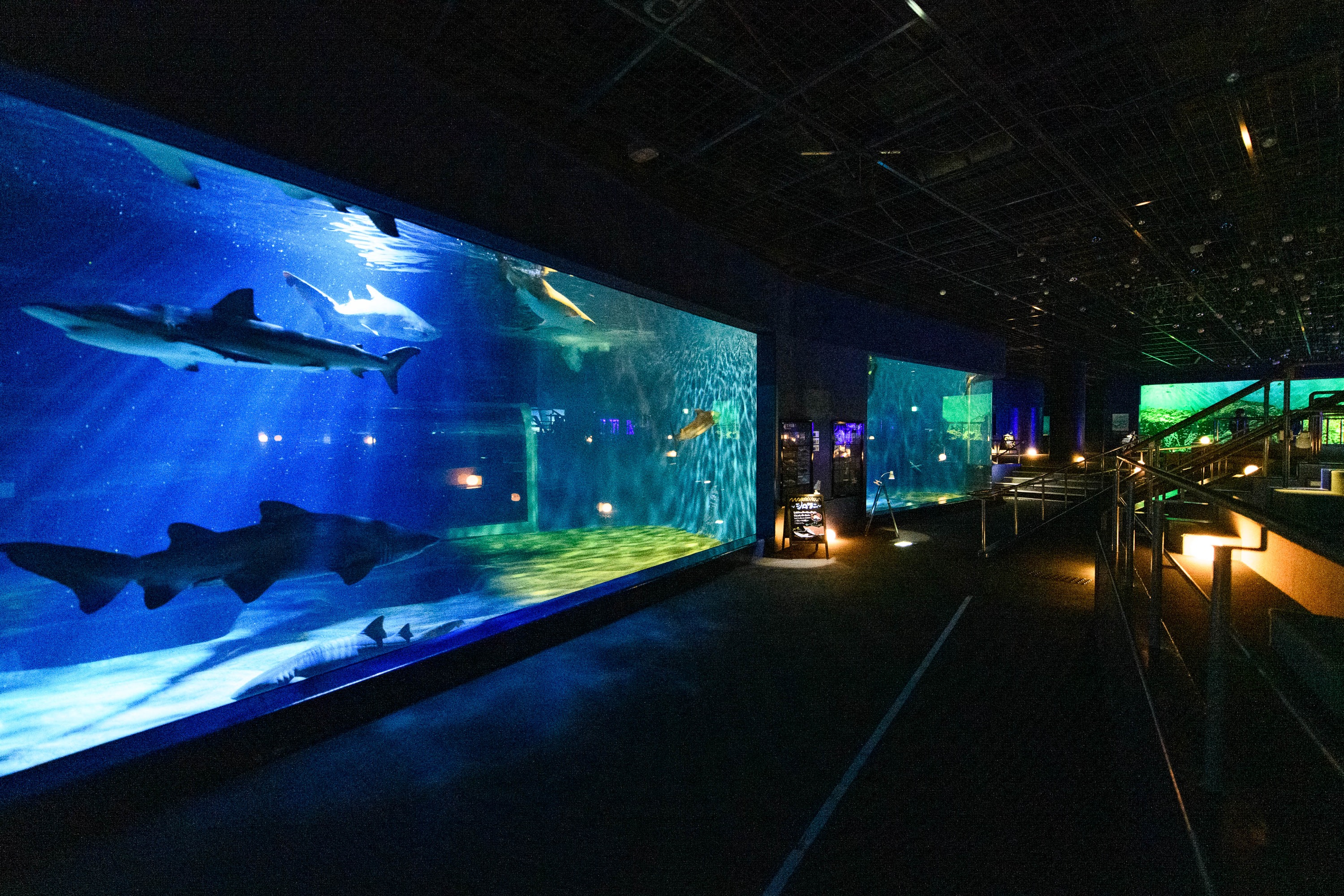 茨城縣草莓無限量採摘 & 大洗水族館一日遊