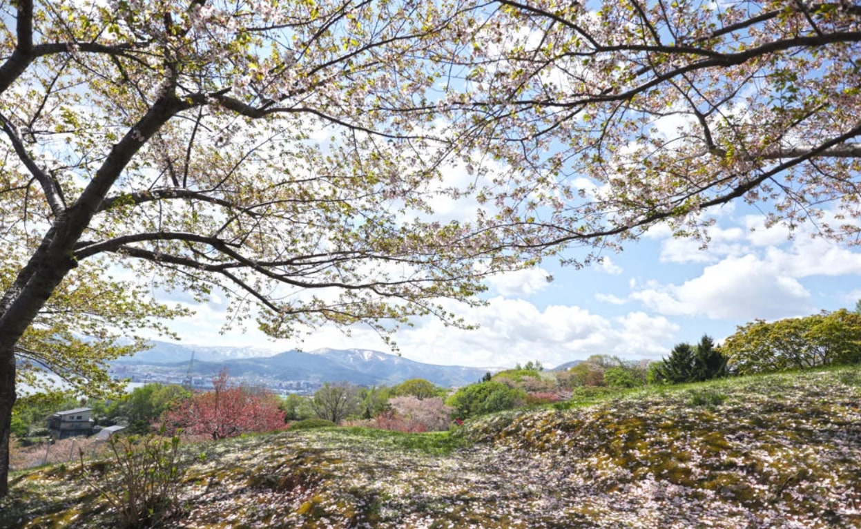 北海道｜櫻花季限定｜札幌私人包車一日遊｜行程自由搭配