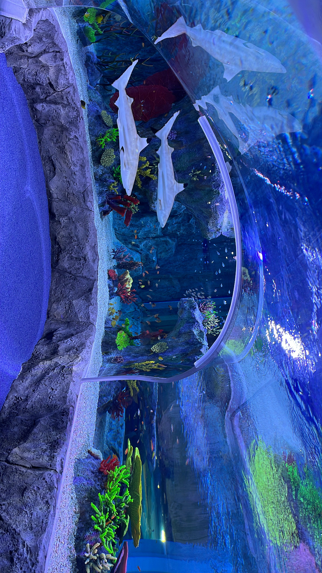 Sea Life 釜山水族館門票