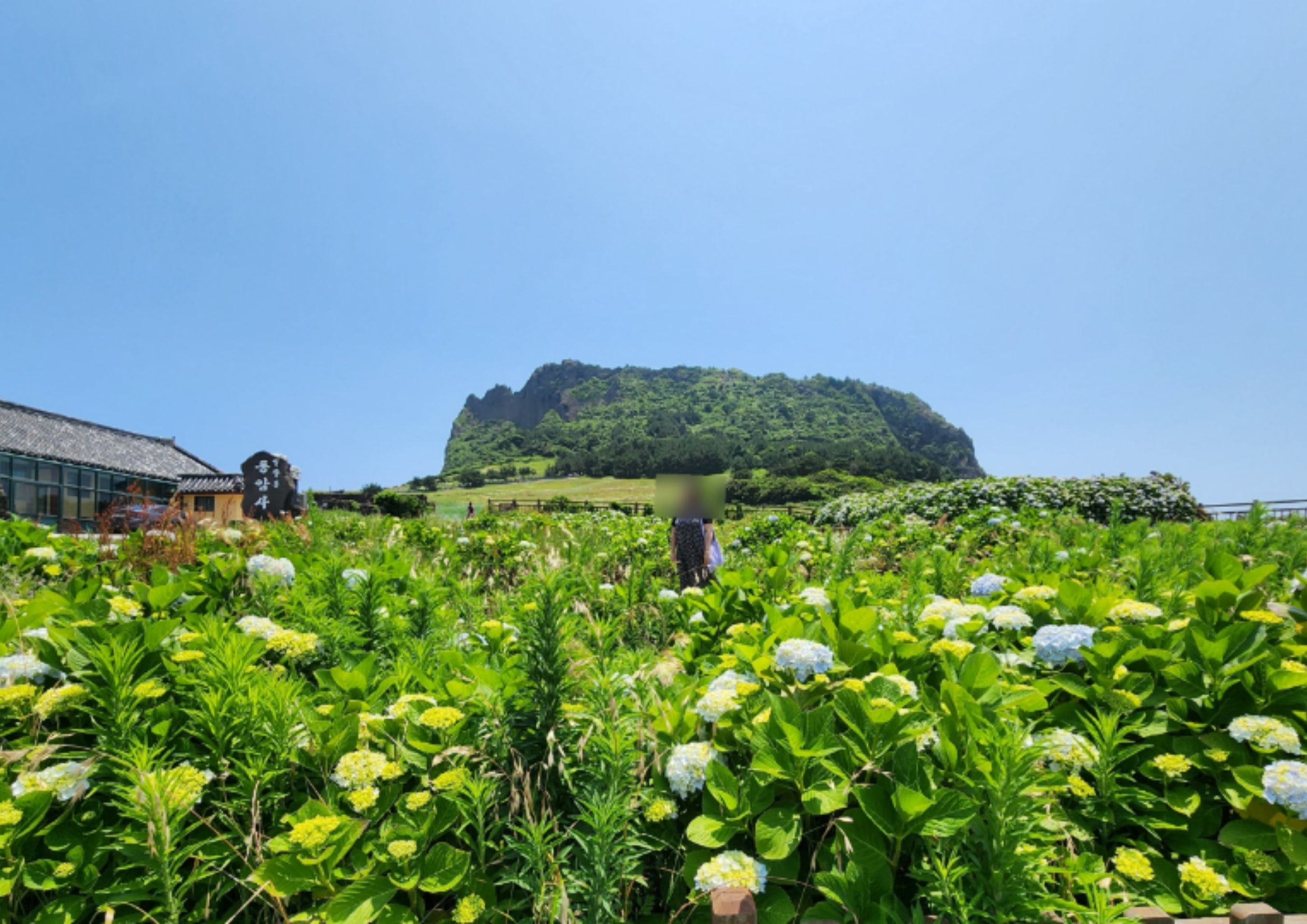 城山日出峰：四季花卉巡禮 (夏季)