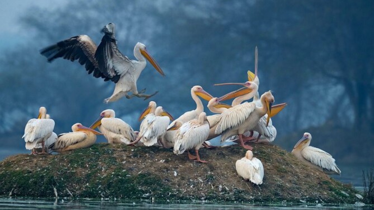 Bharatpur Bird Sanctuary Overnight Tour from Delhi