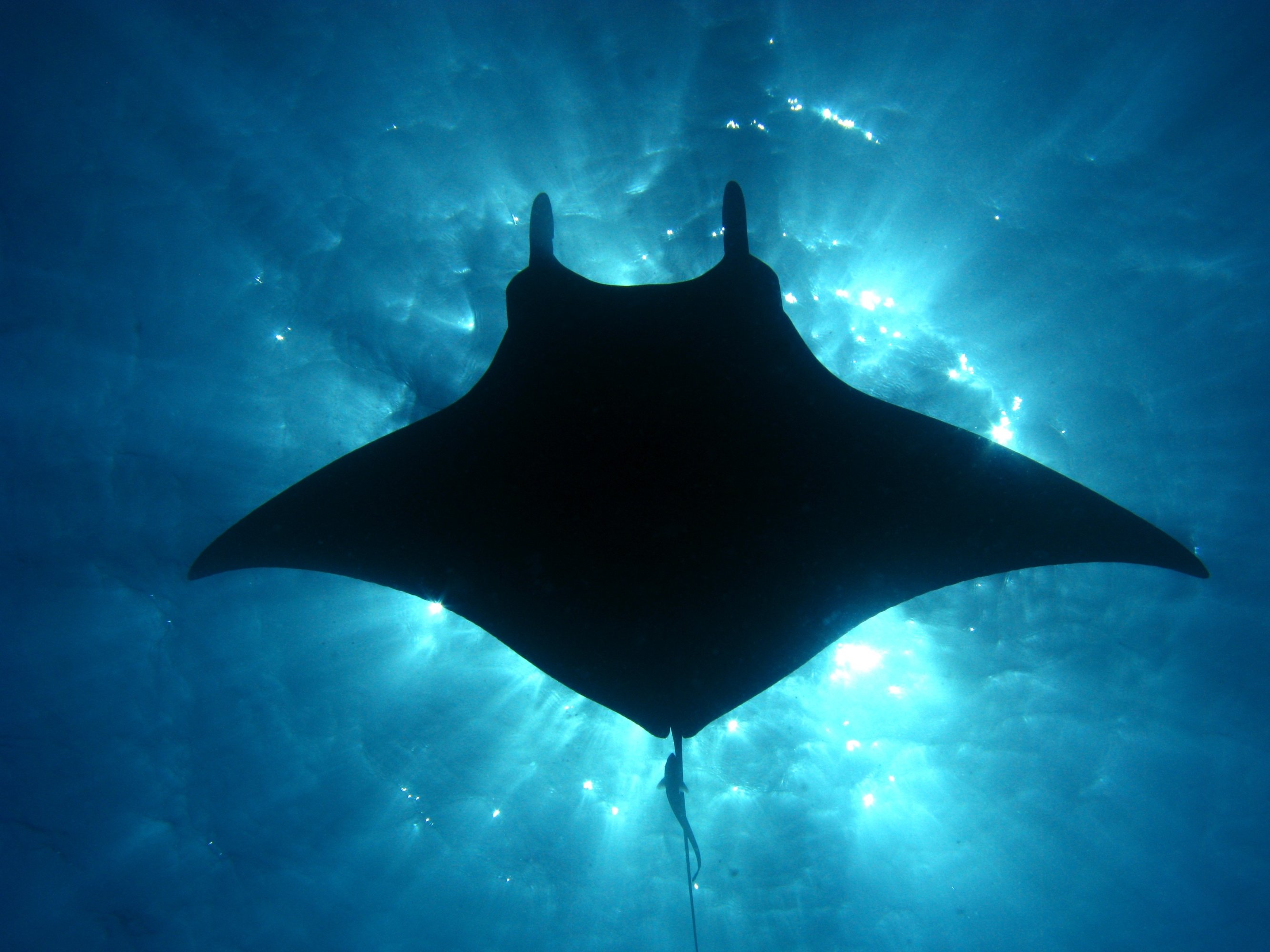 Kailua Kona: Manta Ray Night Snorkeling