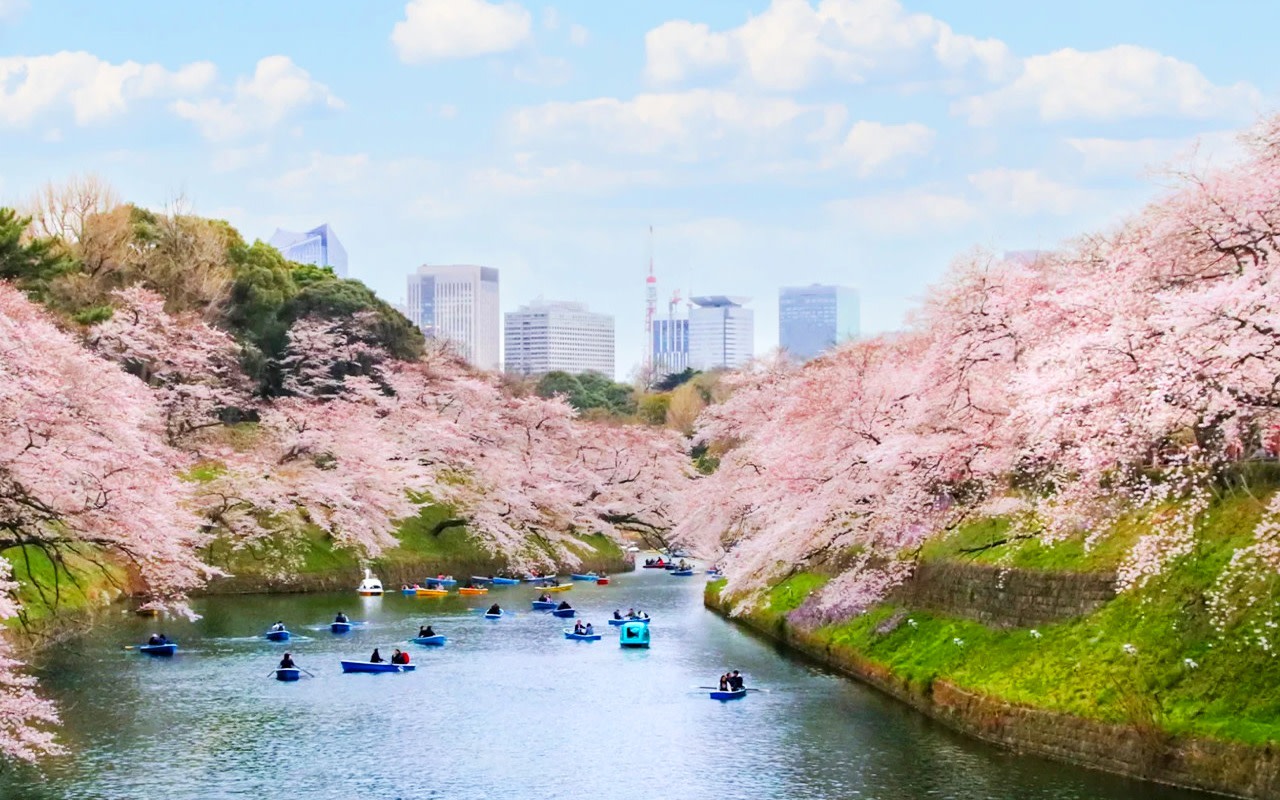[Sakura Season Limited - Tokyo's Five Best Cherry Blossom Viewing Spots] One-Day Tour of Shinjuku Gyoen National Garden, Chidorigafuchi, Ueno Park, Sumida Park, and Meguro River