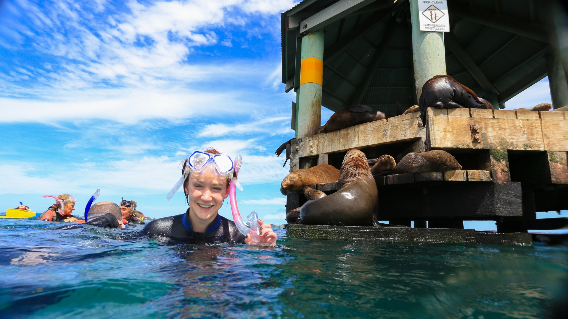 Snorkel With The Seals Experience in Mornington Peninsula