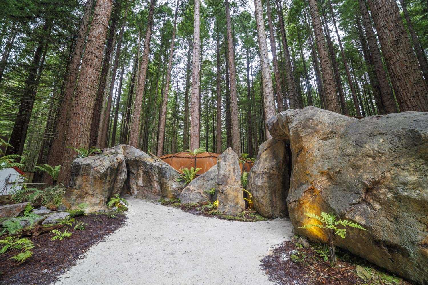 Redwoods Glowworms 生態洞穴外 Redwoods Glowworms 生態洞穴外