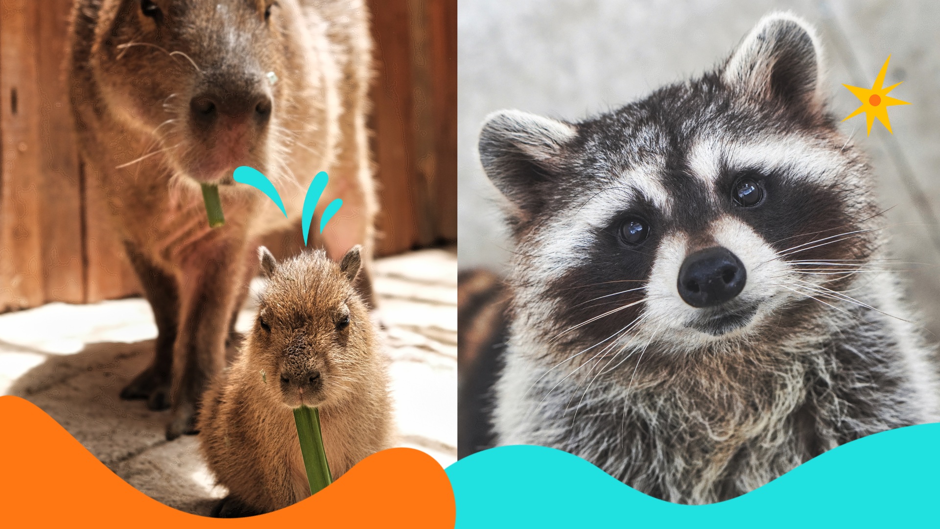 大叻 ZooDoo 動物園門票