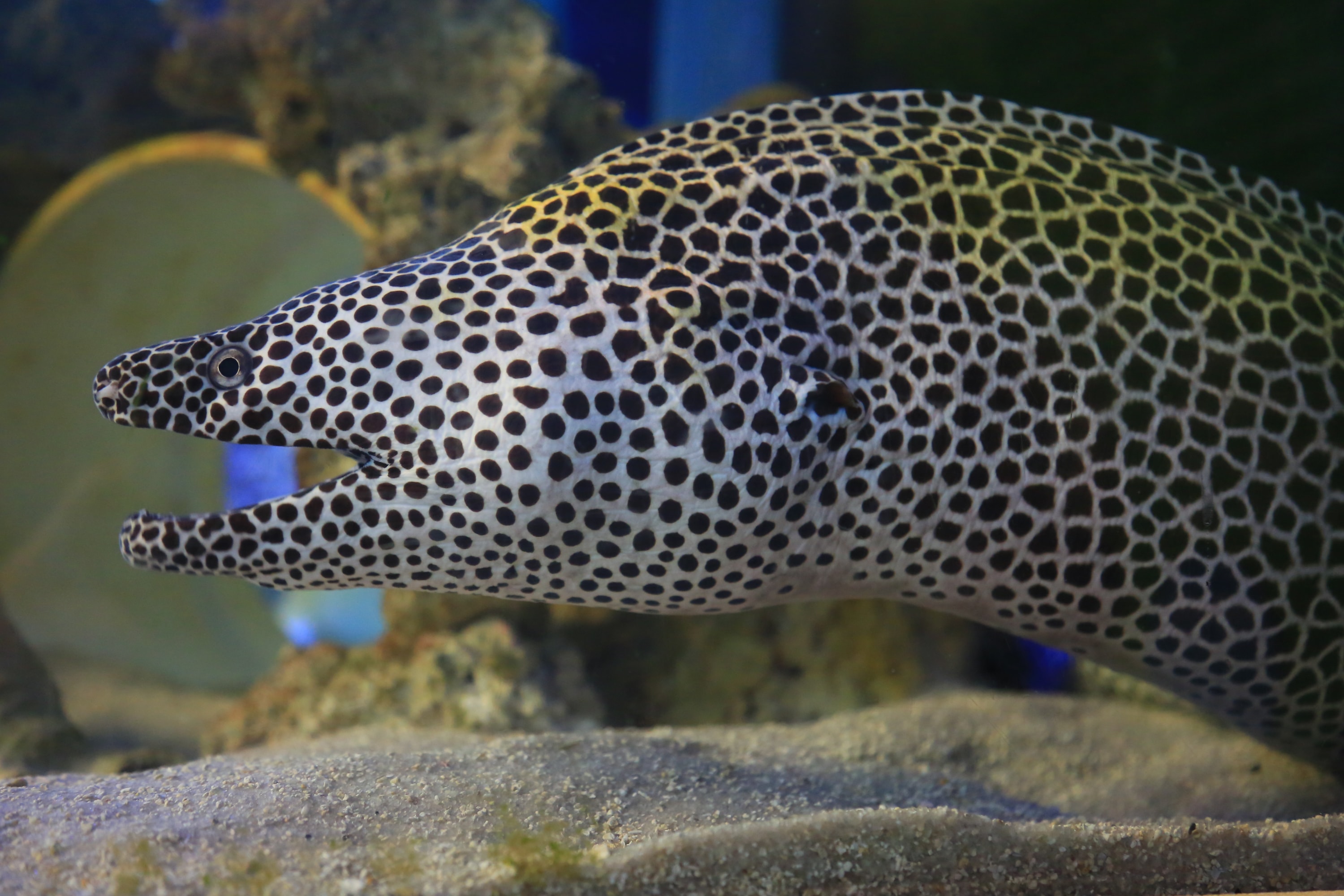 坦帕清水海洋水族館門票