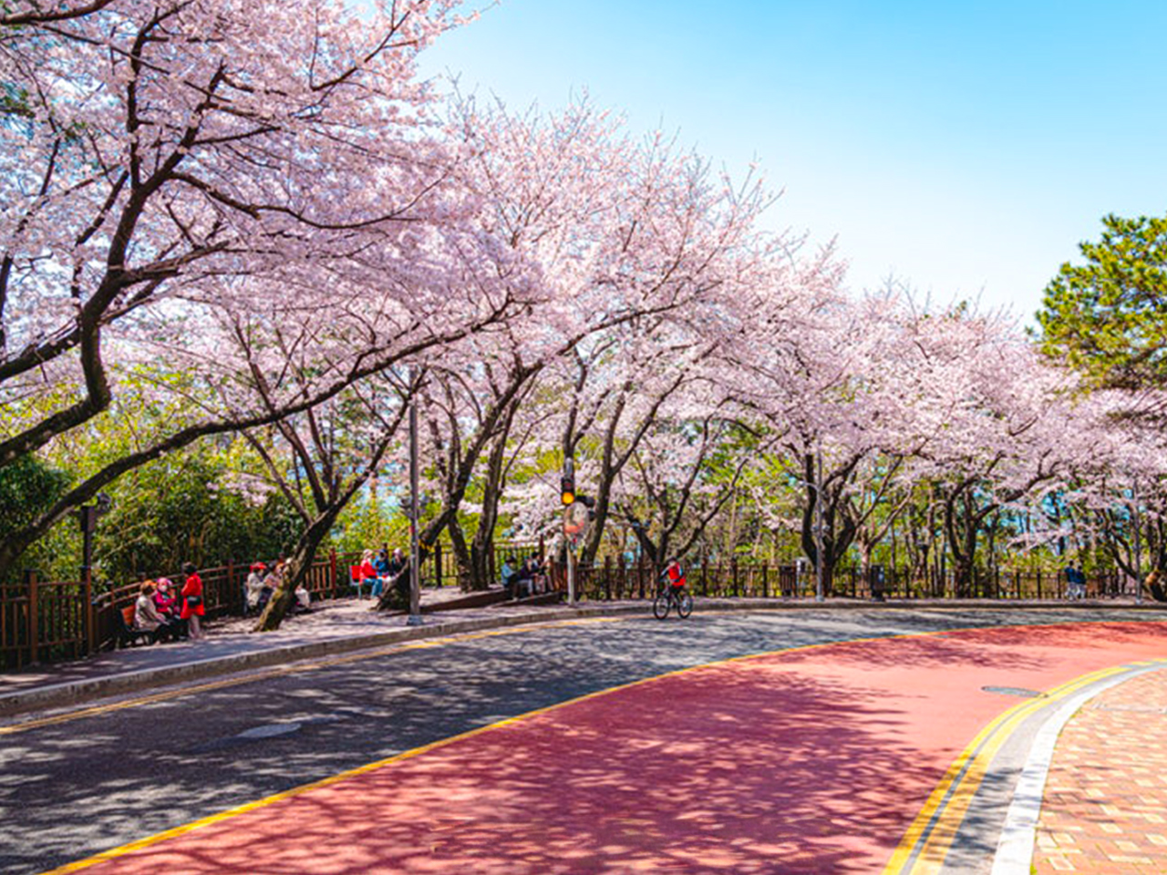 Busan City Cherry Blossom Tour with Top Attractions
