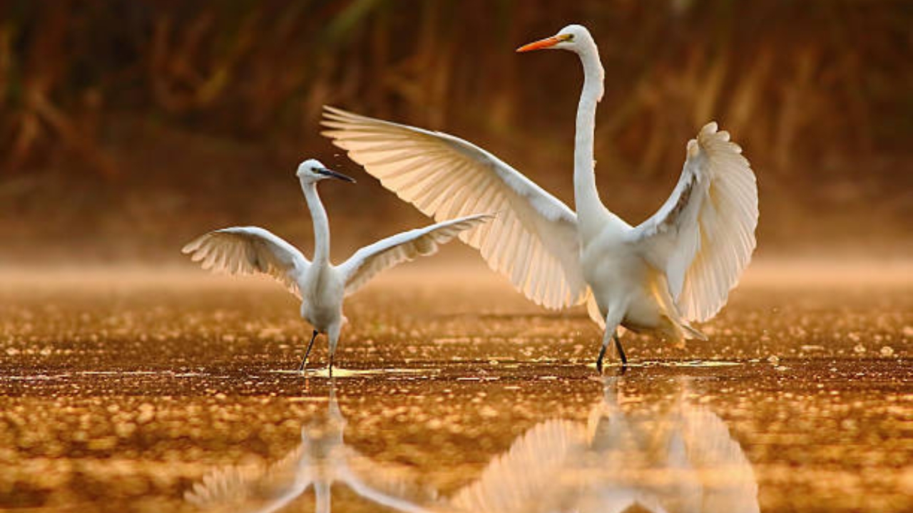 Bharatpur Bird Sanctuary Overnight Tour from Delhi