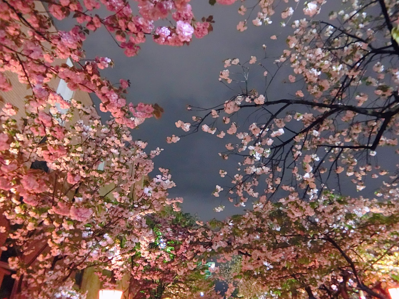 3Hr Nakameguro Evening Cherry Blossoms Viewing 2024 Tokyo