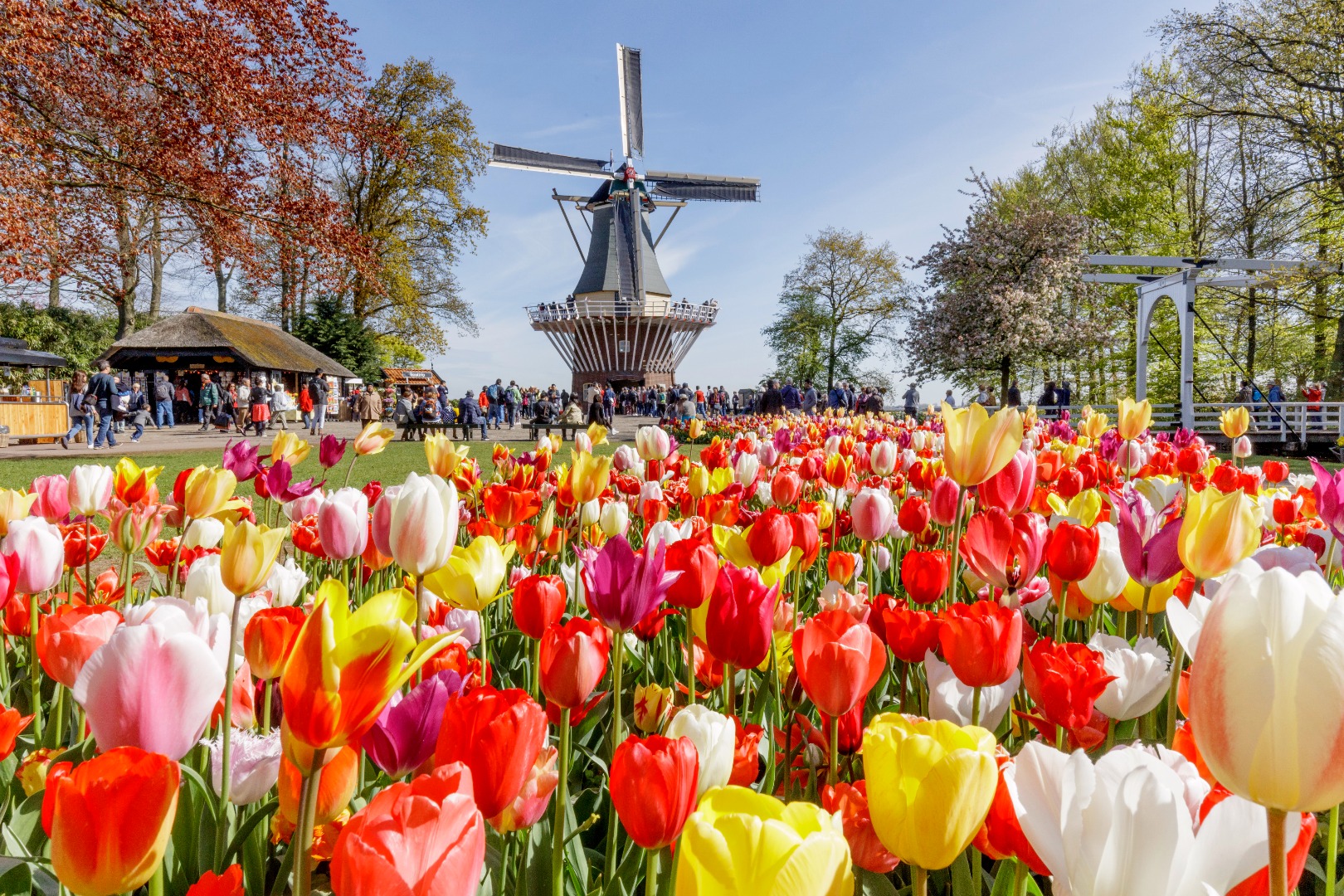 Keukenhof Gardens and Zaanse Schans Day Tour from Amsterdam