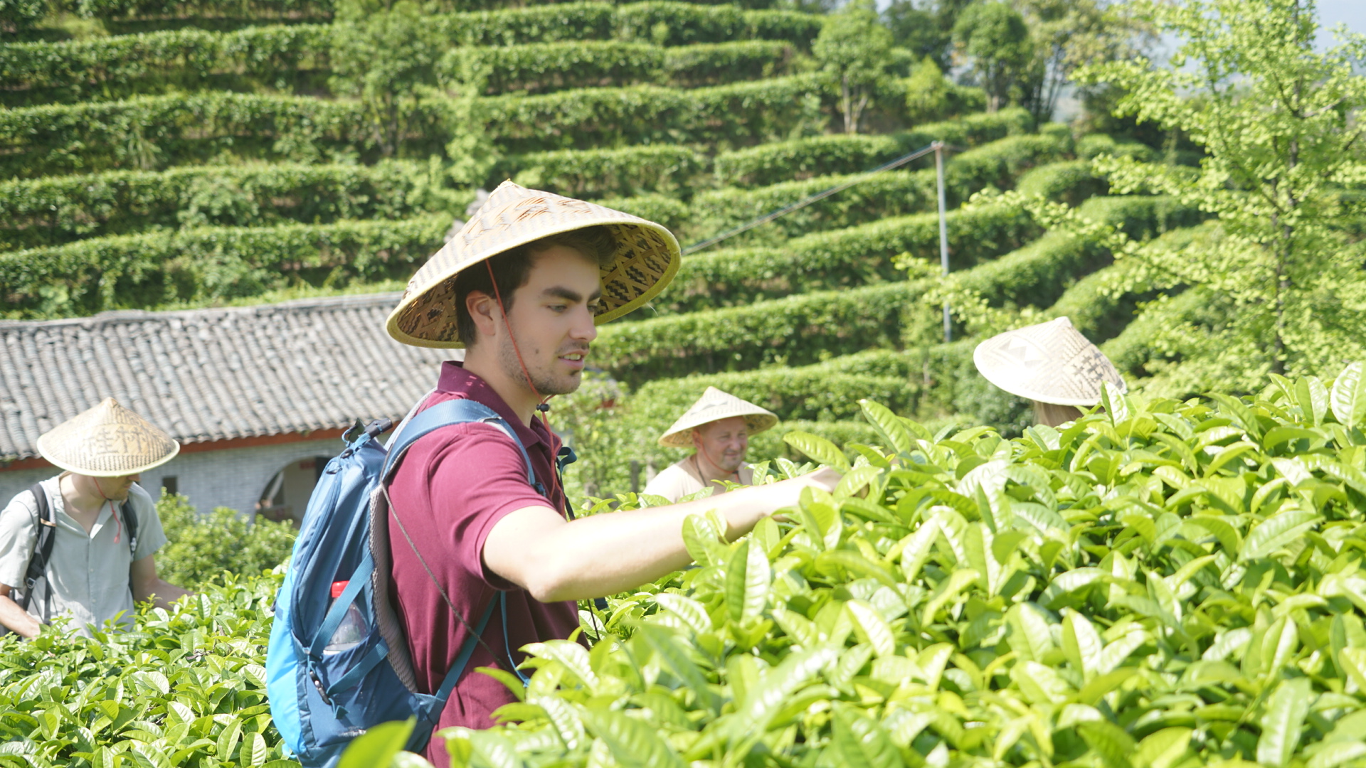 Guilin Yangshuo Qixianfeng Scenic Area Tea Picking and Production