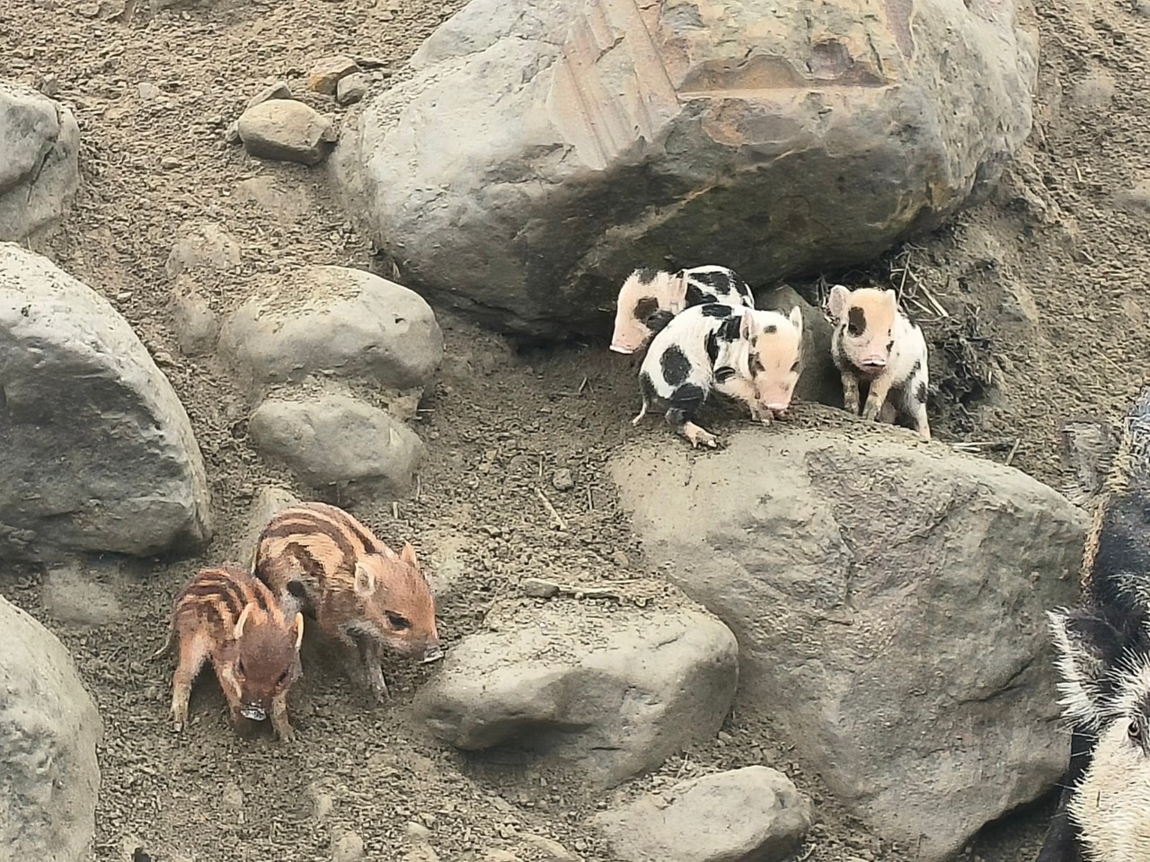 嘉義: 曾文水庫觀光遊艇遊湖 - 仙境西拉雅