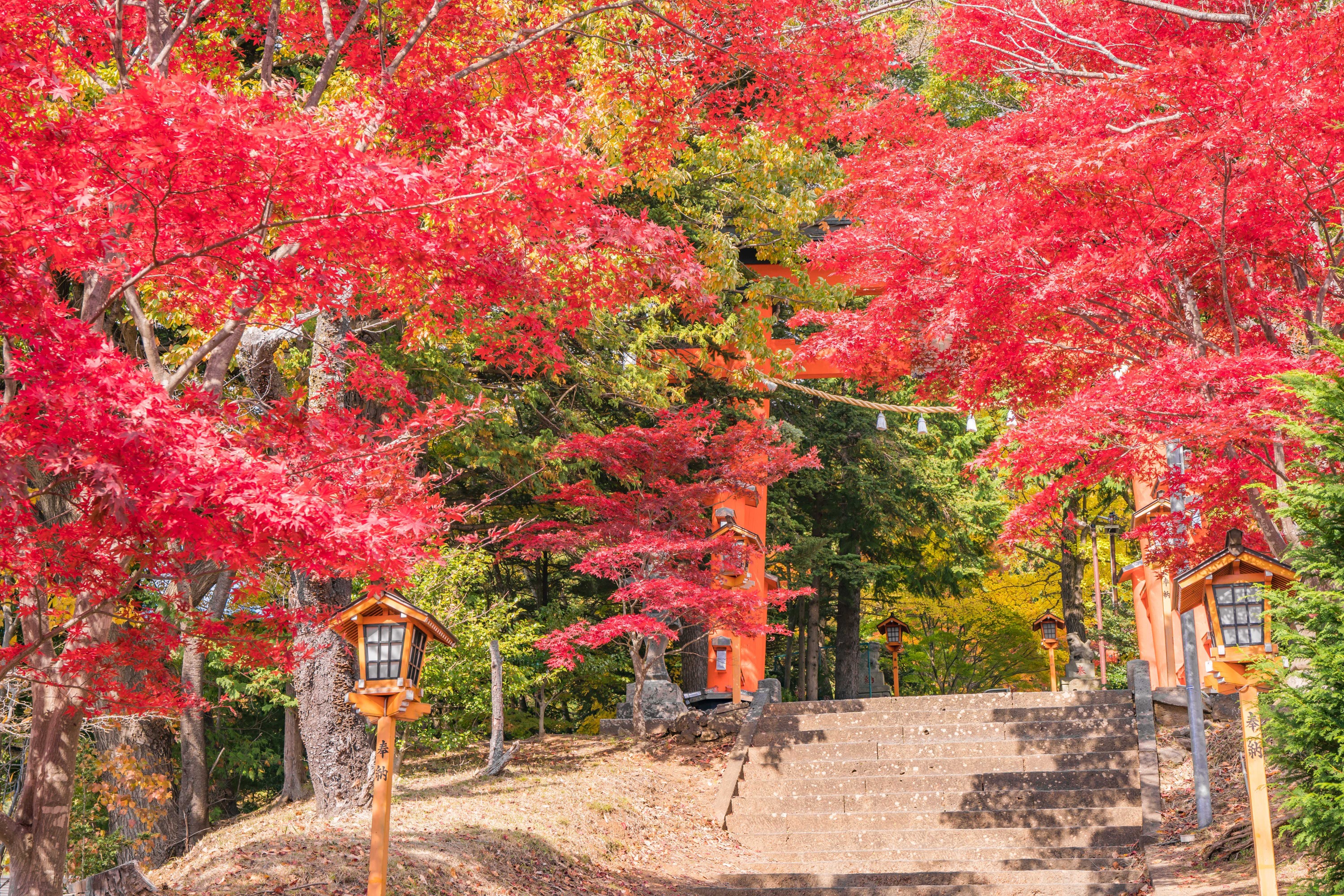 【富士山人氣打卡景點】富士山下網紅公園&日川時計店&羅森便利店&忍野八海＆大石公園一日遊 （東京站或新宿站出發）