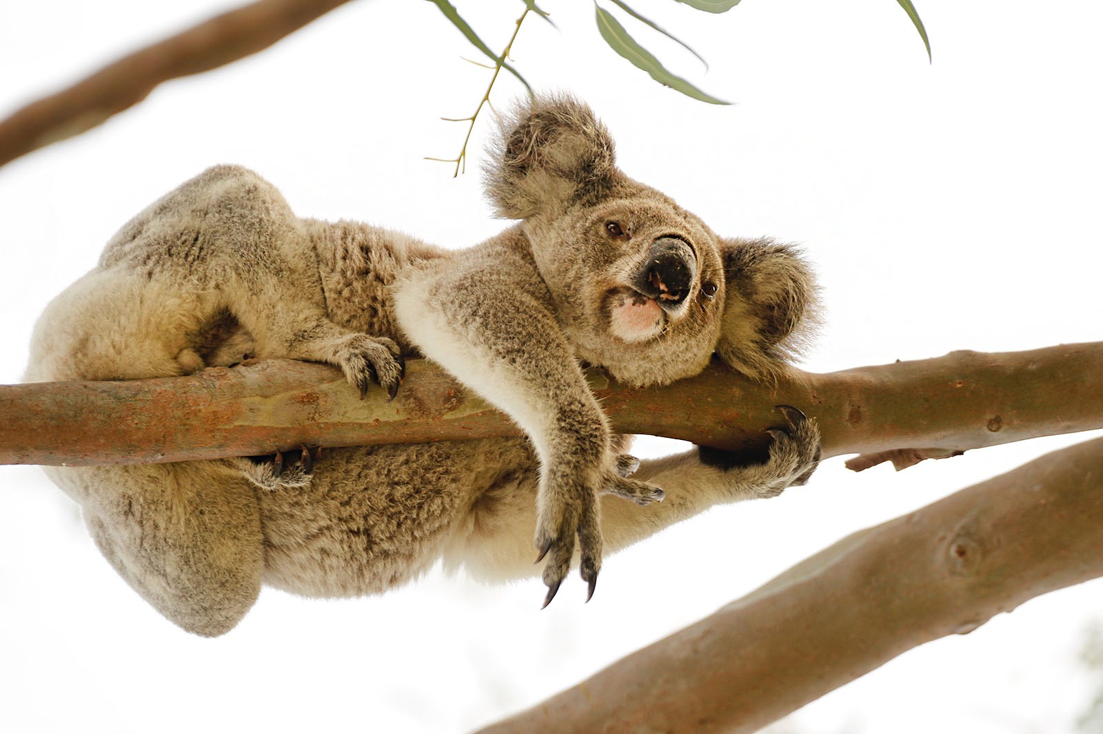 Magnetic Island West Coast Eco Adventure