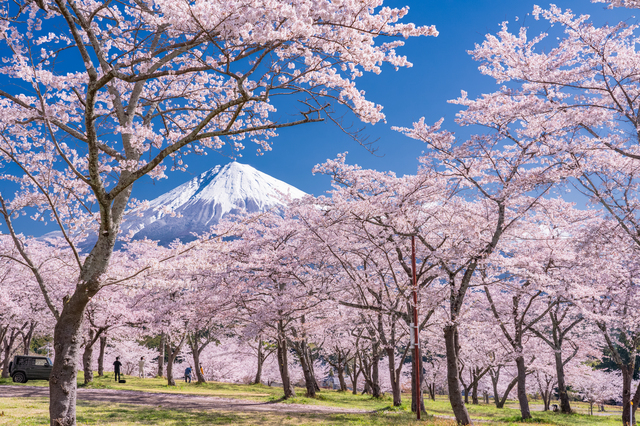 富士山經典一日遊｜五合目 & 五層寶塔 & 本町商店街 & 大石公園（東京出發）