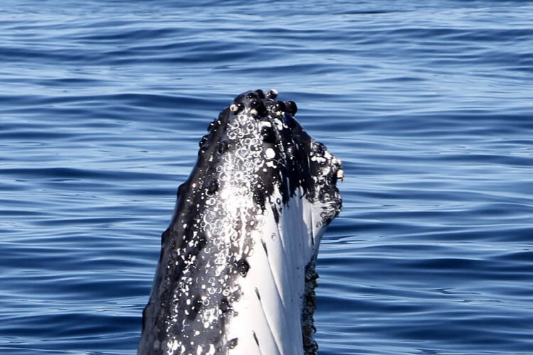 Whale Watching on Luxury Superyacht in Gold Coast